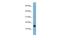 Mediator Complex Subunit 31 antibody, PA5-44626, Invitrogen Antibodies, Western Blot image 