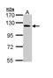 Caspase Recruitment Domain Family Member 10 antibody, LS-C109451, Lifespan Biosciences, Western Blot image 