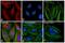 Rabbit IgG antibody, 35562, Invitrogen Antibodies, Immunofluorescence image 