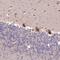 Large subunit GTPase 1 homolog antibody, NBP1-83755, Novus Biologicals, Immunohistochemistry paraffin image 