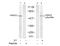 Histone deacetylase 2 antibody, AP08014PU-N, Origene, Western Blot image 
