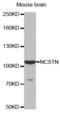 NCSTN antibody, abx000564, Abbexa, Western Blot image 
