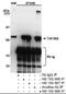 TATA-binding protein-associated factor 2N antibody, NB100-567, Novus Biologicals, Immunoprecipitation image 