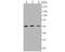 Kinetochore protein Nuf2 antibody, A03788, Boster Biological Technology, Western Blot image 