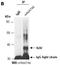 Hemojuvelin BMP Co-Receptor antibody, orb66746, Biorbyt, Immunoprecipitation image 