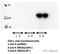 AD4BP antibody, ab65815, Abcam, Western Blot image 