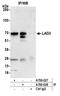 FDC antibody, A700-028, Bethyl Labs, Immunoprecipitation image 
