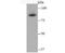 DNA-binding protein SATB2 antibody, NBP2-75657, Novus Biologicals, Western Blot image 