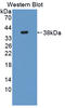 Neurocan antibody, LS-C374333, Lifespan Biosciences, Western Blot image 