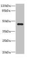 Renin-2 antibody, orb243530, Biorbyt, Western Blot image 