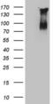 Coagulation Factor XIII B Chain antibody, LS-C339974, Lifespan Biosciences, Western Blot image 