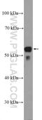 Prostaglandin E Receptor 4 antibody, 24895-1-AP, Proteintech Group, Western Blot image 