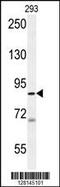 WD Repeat Domain 48 antibody, 55-224, ProSci, Western Blot image 