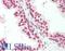 C-Terminal Binding Protein 1 antibody, LS-B10842, Lifespan Biosciences, Immunohistochemistry frozen image 