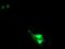 Ring Finger Protein 113B antibody, NBP2-01644, Novus Biologicals, Immunofluorescence image 