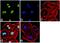Di-Methyl-Histone H3 antibody, 720073, Invitrogen Antibodies, Immunofluorescence image 