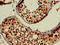 USP18 antibody, LS-C679953, Lifespan Biosciences, Immunohistochemistry paraffin image 