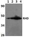 Rh Blood Group D Antigen antibody, PA5-75922, Invitrogen Antibodies, Western Blot image 