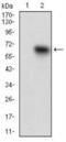 Tyrosine Kinase With Immunoglobulin Like And EGF Like Domains 1 antibody, NBP2-37267, Novus Biologicals, Western Blot image 