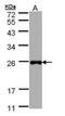 Lipopolysaccharide-induced tumor necrosis factor-alpha factor antibody, orb137409, Biorbyt, Western Blot image 