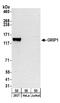 Glutamate Receptor Interacting Protein 1 antibody, A304-004A, Bethyl Labs, Western Blot image 