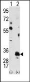 Pim-1 Proto-Oncogene, Serine/Threonine Kinase antibody, AP14812PU-N, Origene, Western Blot image 