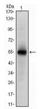 RNA-binding protein Musashi homolog 1 antibody, AM06590SU-N, Origene, Western Blot image 