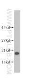 Iron-sulfur cluster assembly enzyme ISCU, mitochondrial antibody, 14812-1-AP, Proteintech Group, Western Blot image 