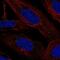 Lamin Tail Domain Containing 2 antibody, NBP2-56567, Novus Biologicals, Immunofluorescence image 