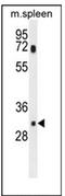 Solute Carrier Family 25 Member 51 antibody, AP52630PU-N, Origene, Western Blot image 