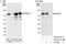 Serine And Arginine Rich Splicing Factor 4 antibody, A303-670A, Bethyl Labs, Western Blot image 