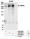 p220 antibody, A303-921A, Bethyl Labs, Immunoprecipitation image 