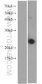 Interleukin 23 Subunit Alpha antibody, 66196-1-Ig, Proteintech Group, Western Blot image 