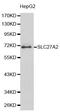 Solute Carrier Family 27 Member 2 antibody, MBS126764, MyBioSource, Western Blot image 