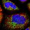 Diablo IAP-Binding Mitochondrial Protein antibody, NBP1-84262, Novus Biologicals, Immunocytochemistry image 