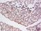 HtrA Serine Peptidase 4 antibody, orb184261, Biorbyt, Immunohistochemistry paraffin image 