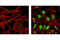 DNA Damage Inducible Transcript 3 antibody, 2895T, Cell Signaling Technology, Immunofluorescence image 