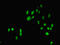 Mitogen-Activated Protein Kinase 7 antibody, LS-C376080, Lifespan Biosciences, Immunofluorescence image 
