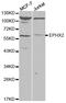 Epoxide Hydrolase 2 antibody, PA5-76638, Invitrogen Antibodies, Western Blot image 