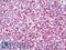 RUNX Family Transcription Factor 3 antibody, LS-B10743, Lifespan Biosciences, Immunohistochemistry frozen image 