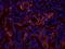 Fission, Mitochondrial 1 antibody, orb178662, Biorbyt, Immunofluorescence image 