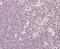 NIPP1 antibody, NB100-1286, Novus Biologicals, Immunohistochemistry paraffin image 