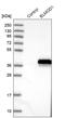 O-Linked N-Acetylglucosamine antibody, NBP1-85094, Novus Biologicals, Western Blot image 