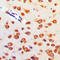 Cerebellin 4 Precursor antibody, LS-C353646, Lifespan Biosciences, Immunohistochemistry frozen image 