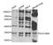 Major Histocompatibility Complex, Class II, DM Alpha antibody, PA5-77066, Invitrogen Antibodies, Western Blot image 