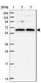 Spermatogenesis Associated 13 antibody, PA5-59479, Invitrogen Antibodies, Western Blot image 