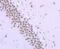 RNA Polymerase II antibody, NBP2-66800, Novus Biologicals, Immunohistochemistry paraffin image 