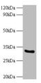 Cytochrome B5 Reductase 3 antibody, A51645-100, Epigentek, Western Blot image 