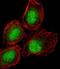 Delta-like protein 3 antibody, A05871-1, Boster Biological Technology, Immunofluorescence image 