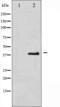 14-3-3 beta antibody, abx010303, Abbexa, Western Blot image 
